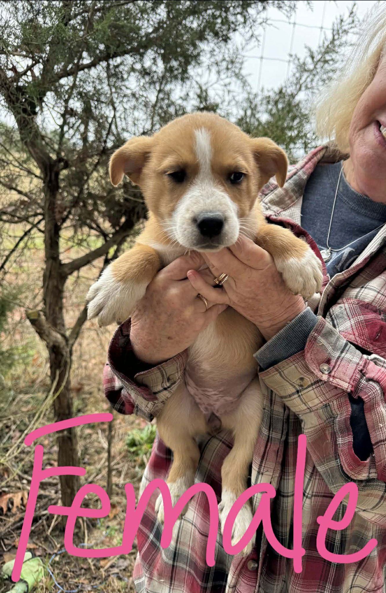 EMMA - Labrador Retriever / Border Collie available for adoption