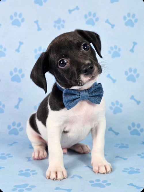 OREO - American Staffordshire Terrier available for adoption