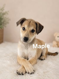 Maple - Photo 1