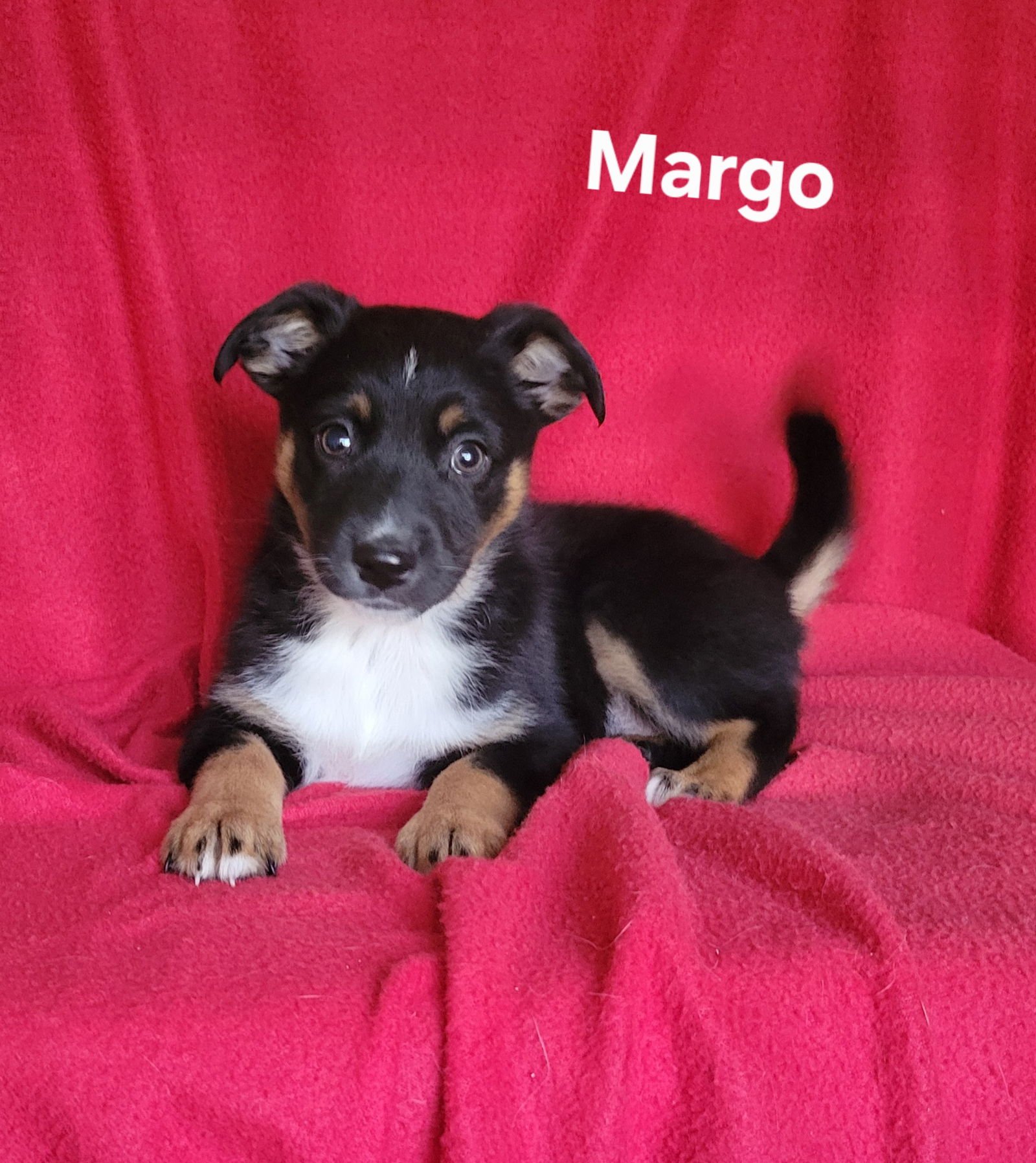 MARGO - Australian Shepherd available for adoption