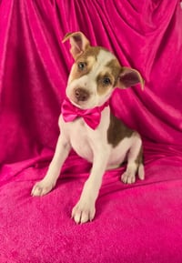 Jazzie - Photo 1