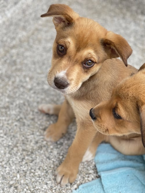 BANANA ICECREAM - Labrador Retriever / Shepherd for adoption in Wilmington