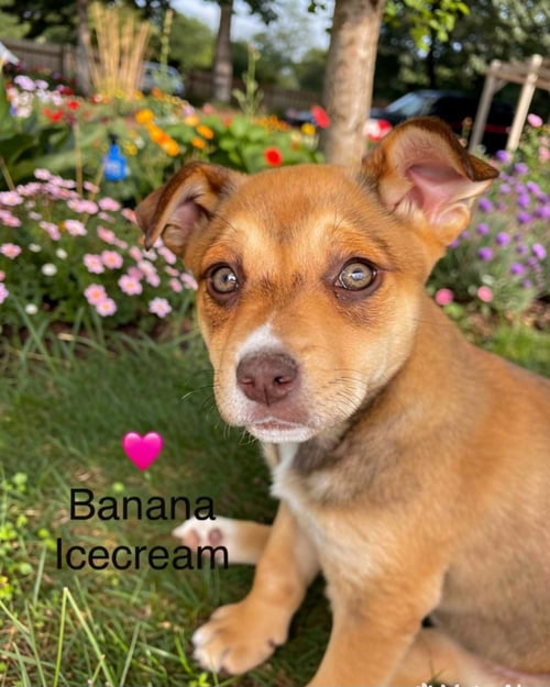 BANANA ICECREAM - Labrador Retriever / Shepherd available for adoption