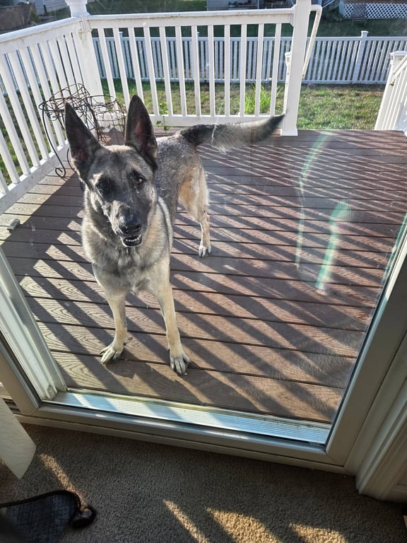 Dutch (Rehoming Fee $50) Image