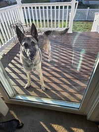 Dutch (Rehoming Fee $50) - Photo 1
