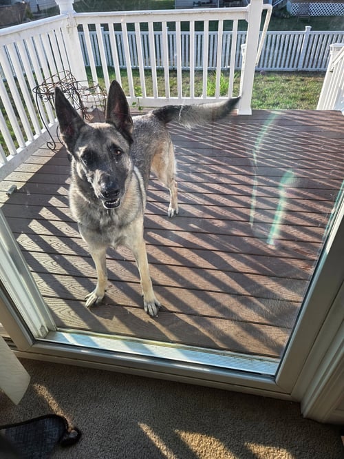 DUTCH (REHOMING FEE $50) - German Shepherd Dog for adoption in Newark