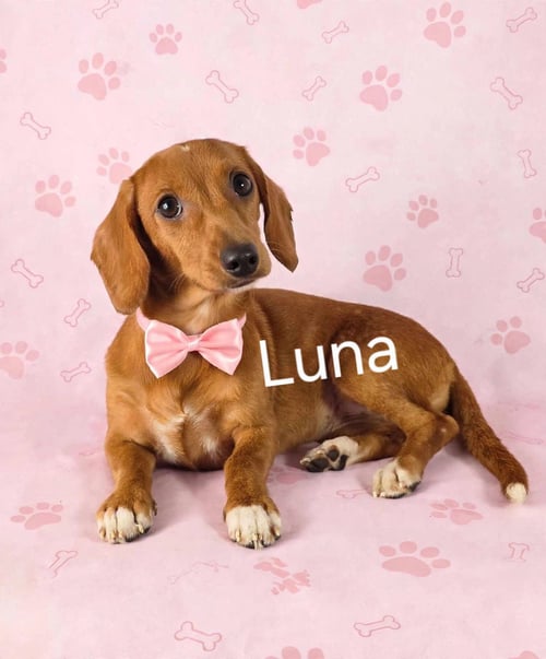 LUNA (13 LBS) - Dachshund available for adoption