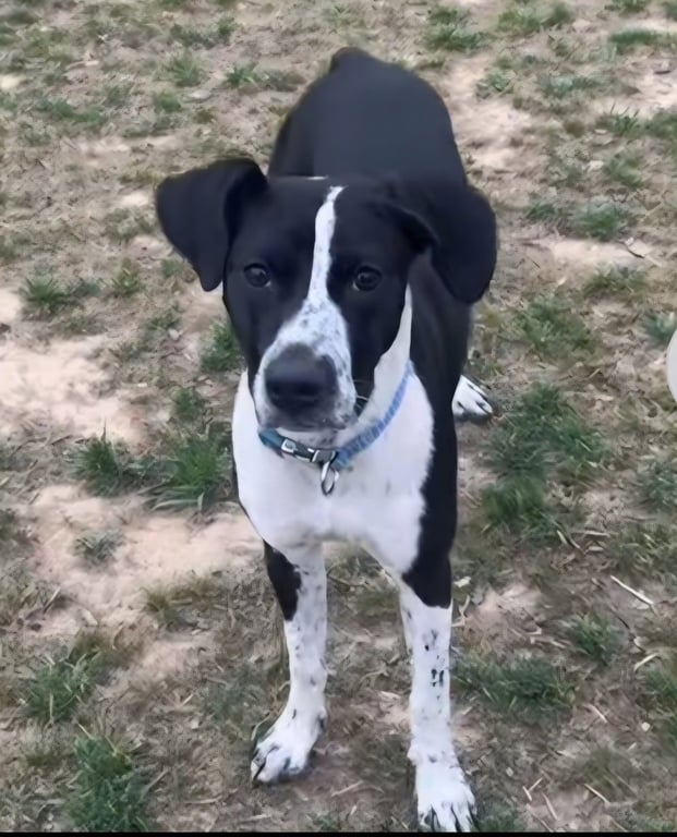 Oreo (Rehoming Fee $50) Image