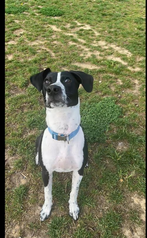OREO (REHOMING FEE $50) - Great Dane / Labrador Retriever available for adoption