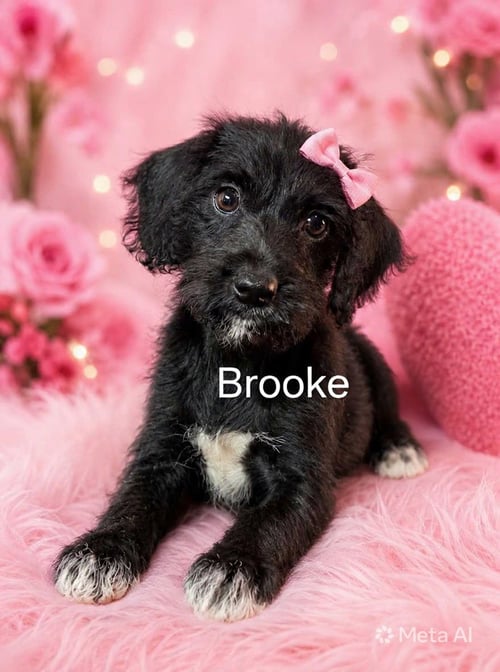BROOKE - Poodle (Miniature) / Labrador Retriever for adoption in Newark