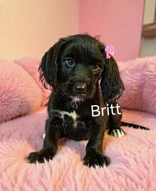 BRITT - Poodle (Miniature) / Labrador Retriever for adoption in Newark