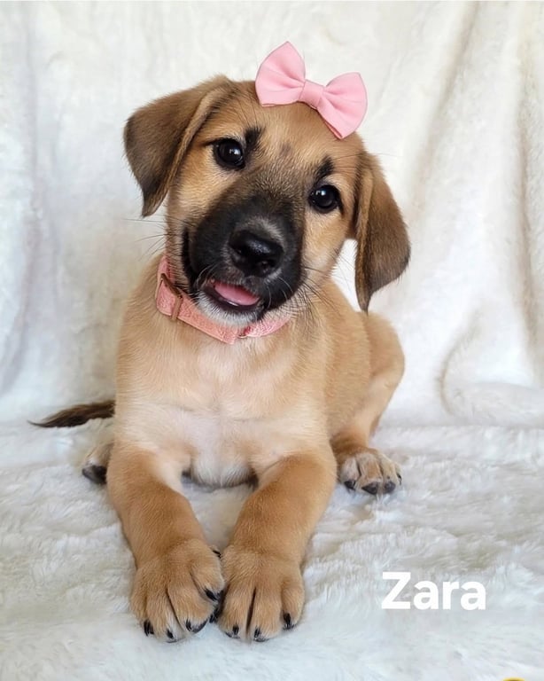 Zara Image