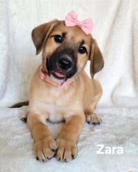 Zara - Photo 1