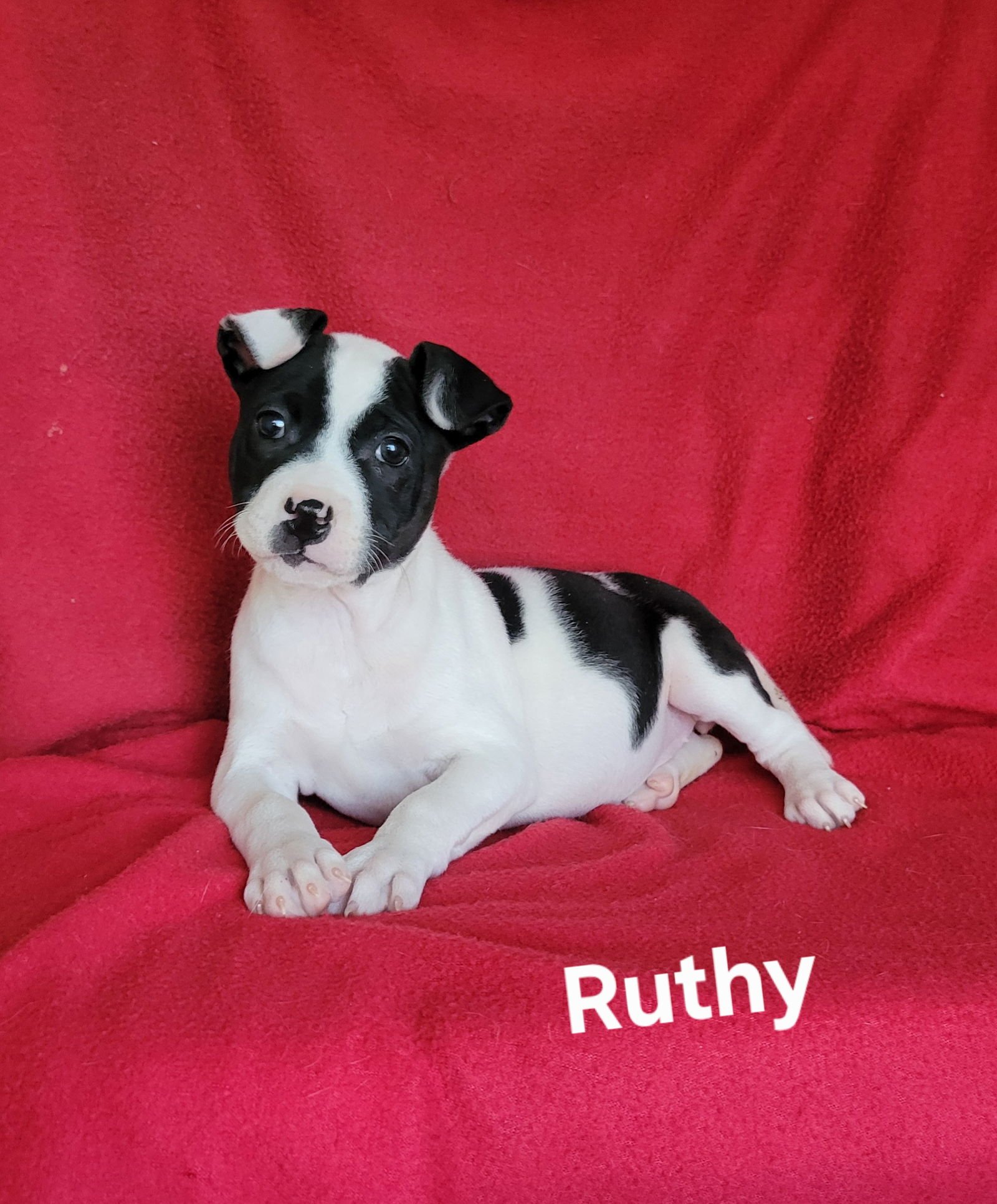 RUTHY - Jack Russell Terrier / Rat Terrier available for adoption