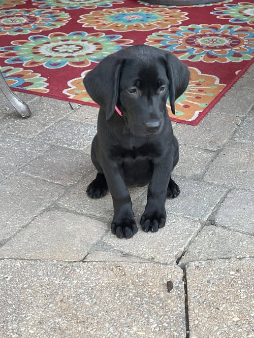 FLOOR BOARDS - Black Labrador Retriever available for adoption