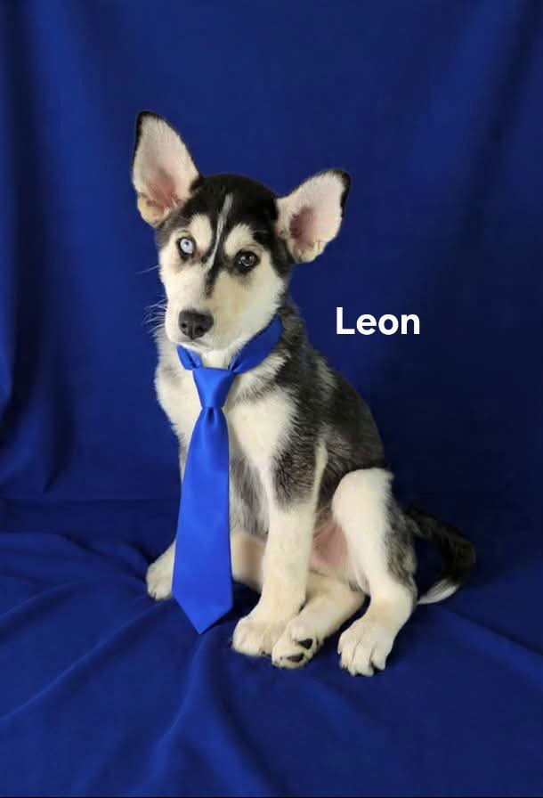 LEON - Siberian Husky / Husky for adoption in Wilmington
