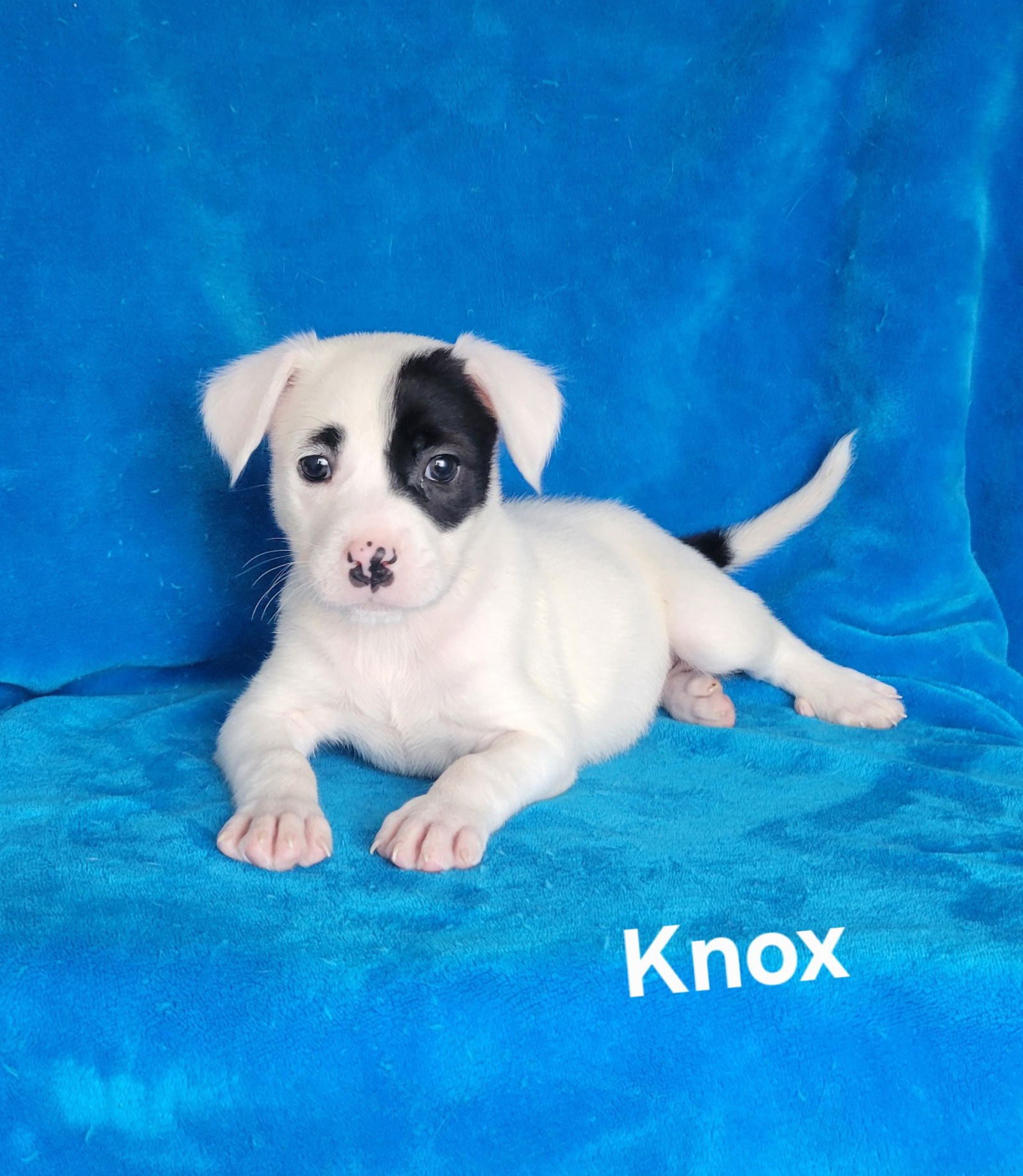 KNOX - Jack Russell Terrier / Labrador Retriever available for adoption