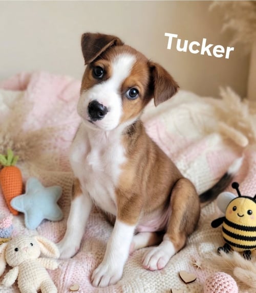 TUCKER - Labrador Retriever available for adoption