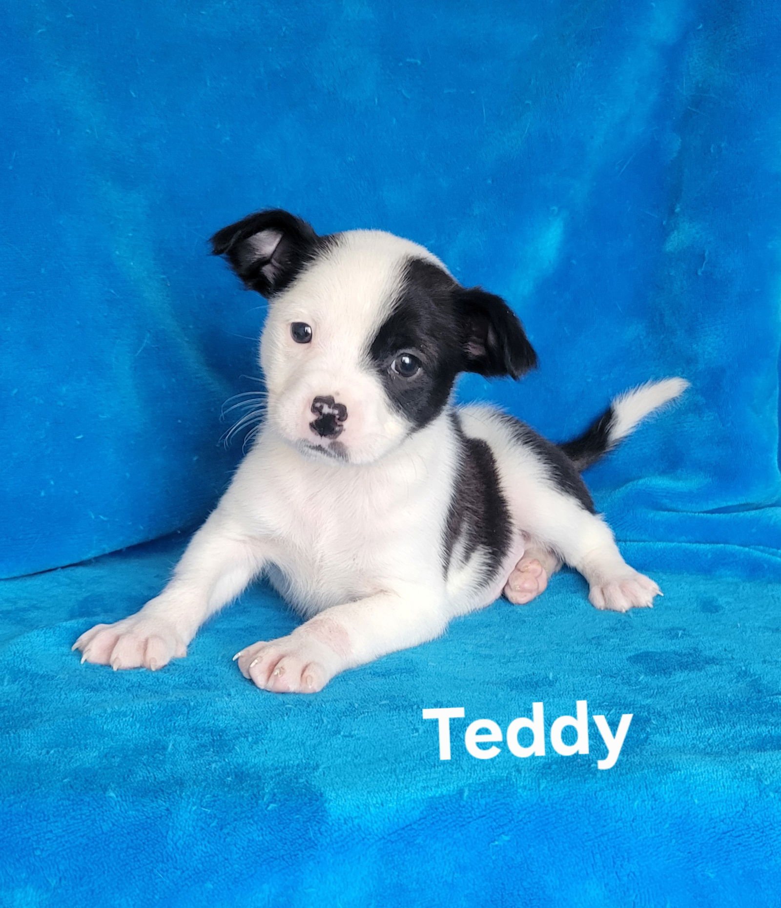 TEDDY - Jack Russell Terrier / Labrador Retriever available for adoption