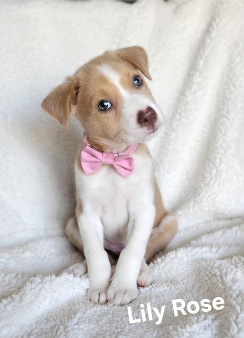 LILY ROSE - Labrador Retriever available for adoption