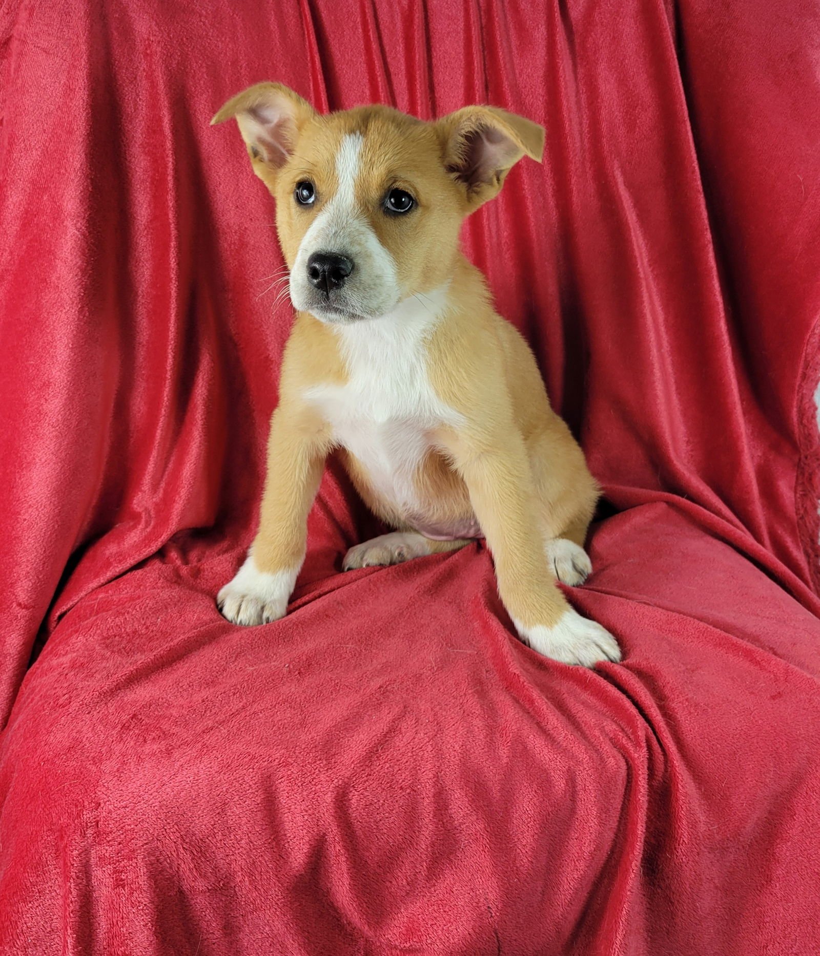 EMMA - Labrador Retriever available for adoption