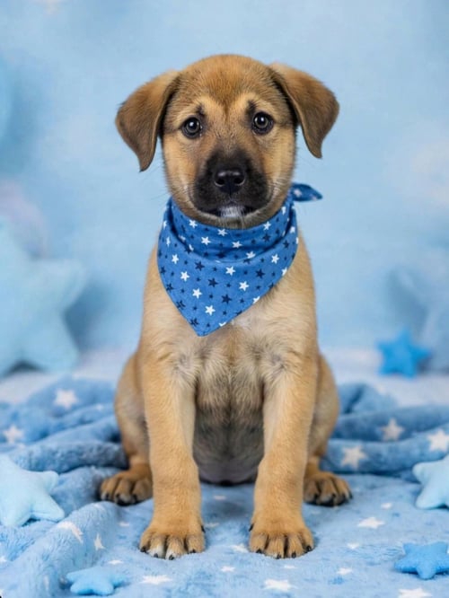 FRANKIE - Labrador Retriever for adoption in Wilmington