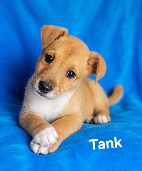 TANK - Labrador Retriever for adoption in Wilmington