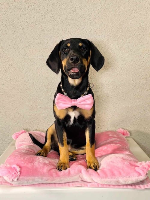 SAWYER (REHOMING FEE $50)