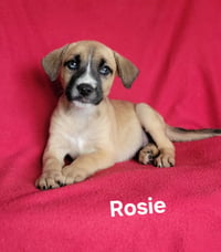 Rosie - Photo 1