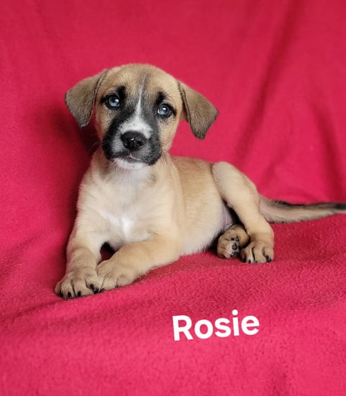 ROSIE - Labrador Retriever / Husky for adoption in Wilmington