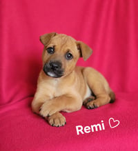 Remi - Photo 1
