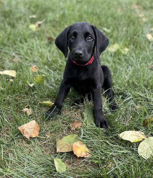 FLOOR PANELS - Black Labrador Retriever available for adoption