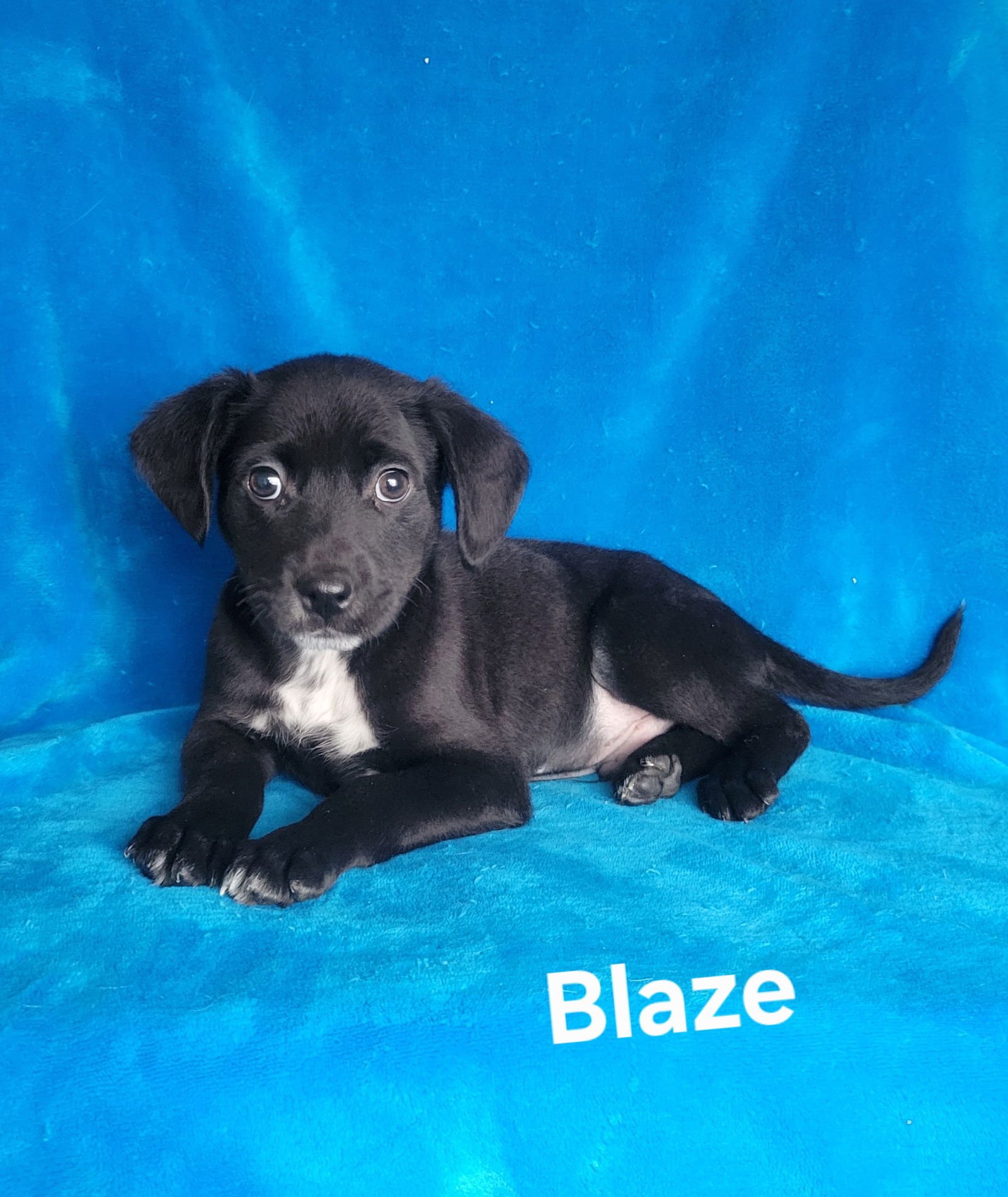 BLAZE - Jack Russell Terrier / Rat Terrier available for adoption