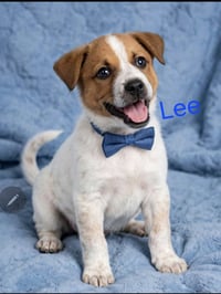 Lee - Photo 1