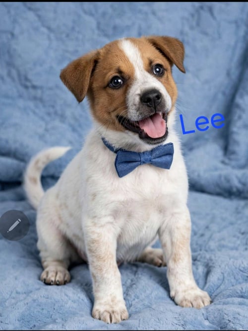 LEE - Australian Cattle Dog/Blue Heeler / Border Collie for adoption in Wilmington