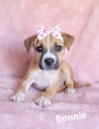 Bonnie - Photo 1