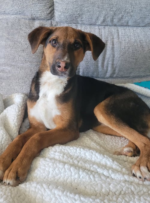 OLIVE(REHOMING FEE$200)