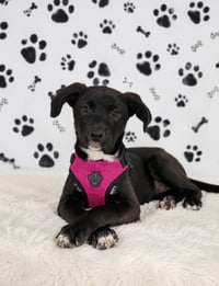 Mila (Rehoming Fee $280) - Photo 1