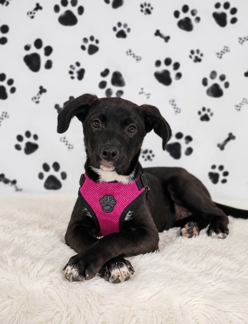 MILA (REHOMING FEE $280) - Labrador Retriever for adoption in Wilmington