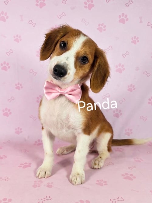 PANDA - Dachshund available for adoption