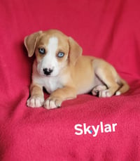 Skylar - Photo 1