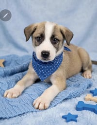 Emmett - Photo 1
