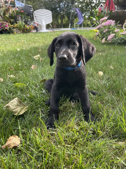 FLOOR CLEANER - Black Labrador Retriever available for adoption