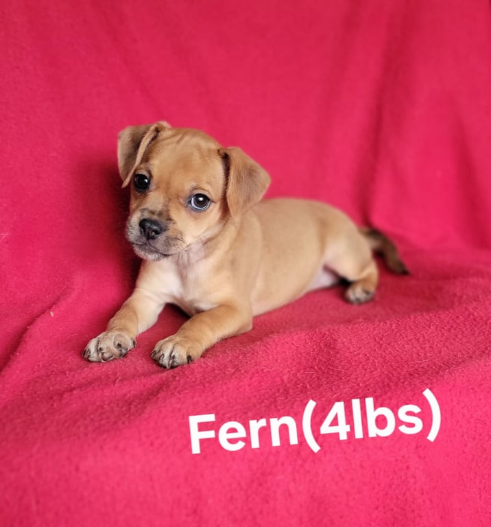 Fern(4lbs) Image