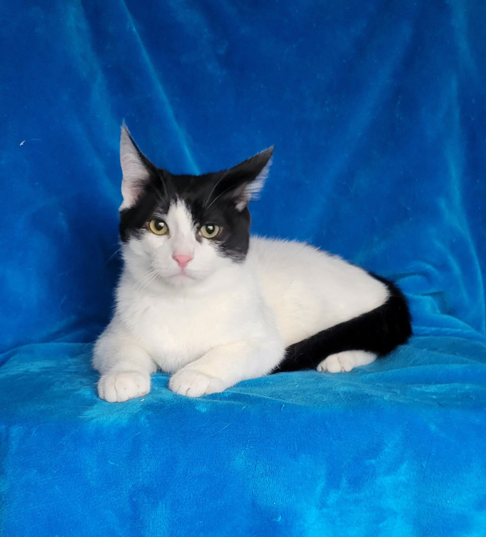 BATMAN-KITTEN - Unknown available for adoption