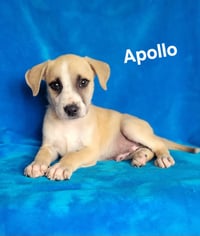 Apollo - Photo 1