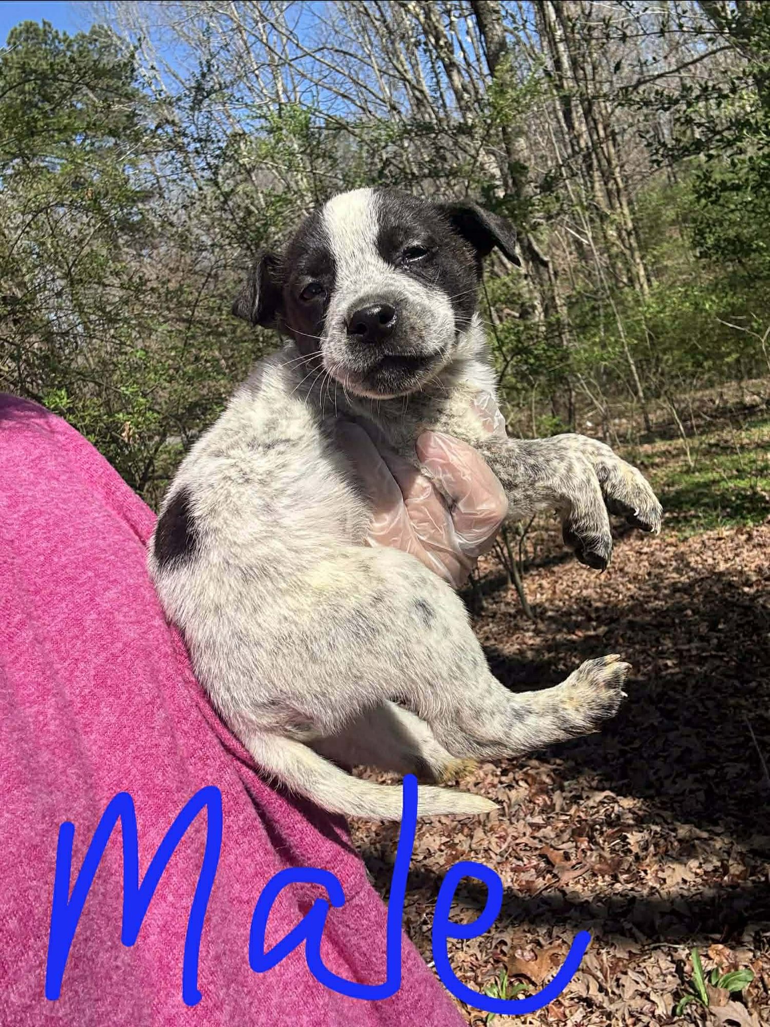 ASHER - Australian Cattle Dog/Blue Heeler for adoption in Wilmington