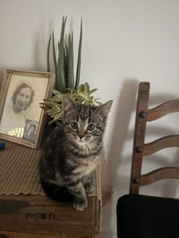Goose - Photo 3