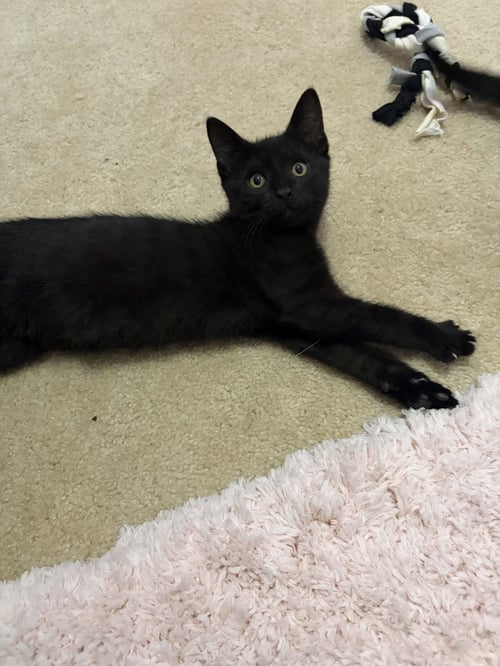 NOAH - Domestic Short Hair available for adoption