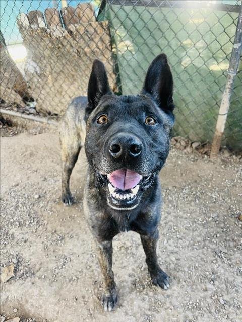 GUNNY - Belgian Shepherd Malinois available for adoption